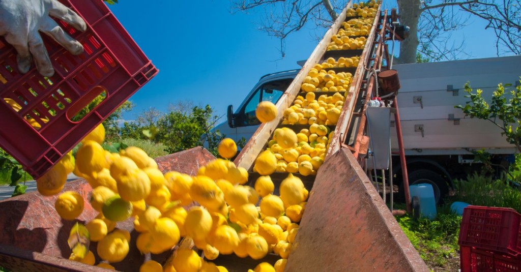 Limoni produzione agricola