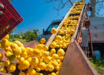 Limoni produzione agricola