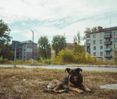 Cani Chernobyl