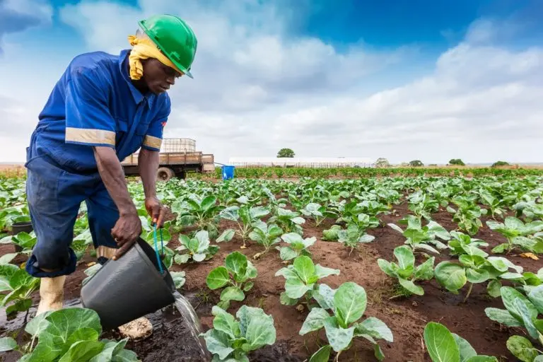 lavoratore bracciante agricolo