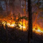 Incendi boschivi