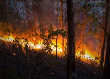 Incendi boschivi