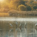 Valutazione di incidenza VincA direttiva Habitat