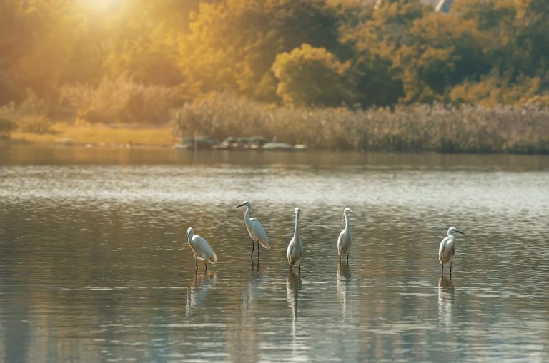 Valutazione di incidenza VincA direttiva Habitat