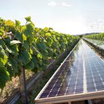 Impianto fotovoltaico integrato in un vigneto, esempio di agrivoltaico ai sensi del Testo Unico FER 2026.