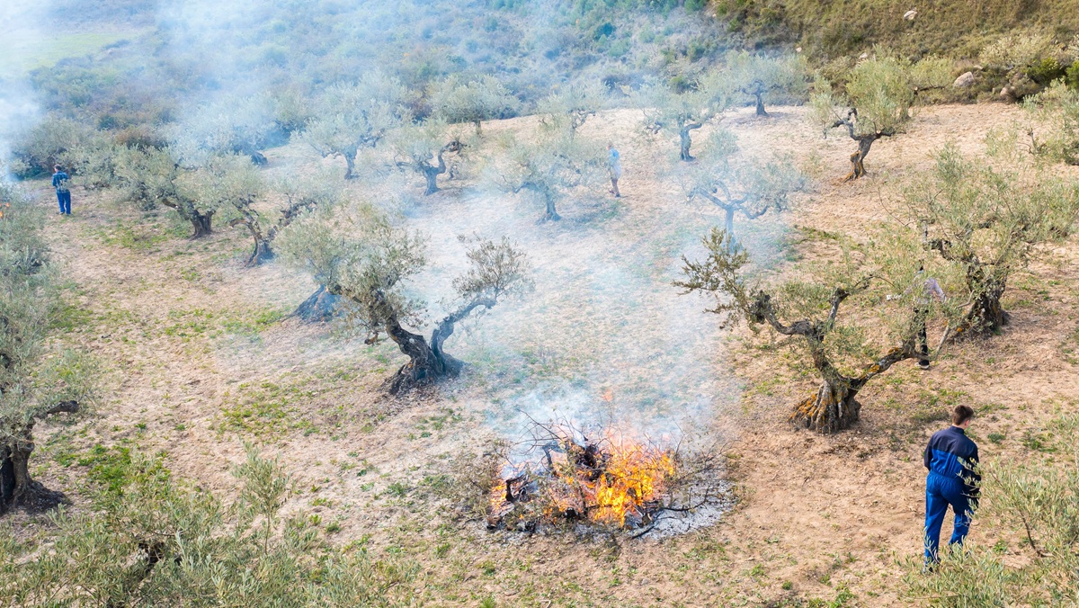 Abbruciamento di residui vegetali agricoli